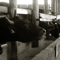 厳選された黒毛和牛を一頭買い