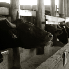 厳選された黒毛和牛を一頭買い