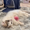 CAT CAFE 美観neko ビカンネコのおすすめポイント2