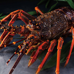 オーストラリア産伊勢海老