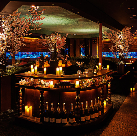 期間限定で“アクアリウム×夜桜”開催中！