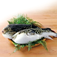 ふぐ うなぎ料理 玄品 浅草のコース写真