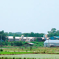 深谷黒豚農場(ラブリーパーク)