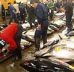 マグロのセリの風景★美味しいマグロはどれかな～♪目利きが味の分かれ目です♪