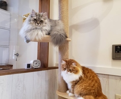 ANIMAL cafe and Bar mofuttoのコース写真