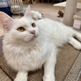 こゆき（mix）保護猫出身の女の子。ツンデレだけどおやつには目がない食いしんぼうさん。お尻トントンが大好きで、よくラグの上で誰かきてくれるのを待ってます☆手が器用でカリカリマシーンの達人です♪