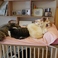 猫カフェてんてんの画像