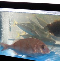 毎朝市場から仕入れる旬の鮮魚！生け簀から豪快にさばく