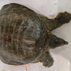 ある脳外科医の酒場 歌舞伎町店のおすすめポイント1