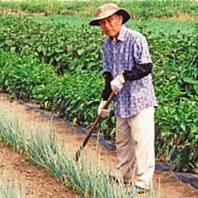 新鮮野菜と手作り豆腐