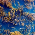 【めかぶ】６月はめかぶなど海藻類がウリです！