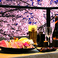京 黒桜の画像