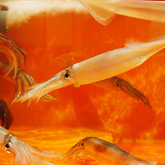 活イカ、活カワハギ、活アジ、活サザエ、イセエビなどの写真