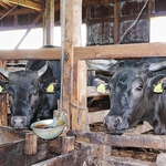 能登牛は、石川県が誇るブランド牛。生産頭数が少なく、ほぼ県外には出ない貴重な牛肉。ご賞味あれ。