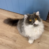 たぷたぷ（ブリティッシュロングヘア）まんまるボディにぺったんこのお顔の女の子。他の猫がかまってもらっているとどこからともなく走ってくるやきもち焼きさんです。一生懸命甘えてくる姿がたまらない愛されキャラです♪