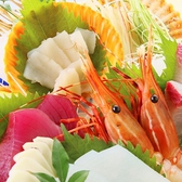≪飲み放題付コース5000円～≫なんといってもやっぱり魚！お造りもカツオもお寿司も…高知の旨い魚を堪能できる♪贅沢に魚を食すコースも人気です。※料理内容は季節などで変わります。写真はイメージです。