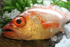 のど黒（新湊産）