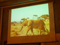 アフリカの秘蔵映像を流しています。