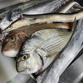 料理メニュー写真&nbsp;～兵庫県明石浦漁港の鮮魚～