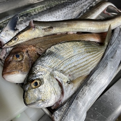 ~兵庫県明石浦漁港の鮮魚~