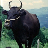 神戸牛の素牛となる但馬牛。