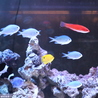 BAR近藤熱帯魚店のおすすめポイント3