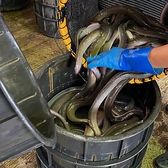 【浜名湖養魚漁協直営】安心と信頼の100%浜名湖産。漁協だから安全、安い。組合員が丹精込めて育てた浜名湖うなぎを漁協より皆様にお届け致します。