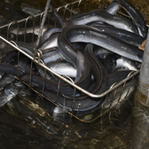 生産量全国屈指「うなぎの聖地・愛知」矢作川の清流水で育てたうなぎは天然に近い環境により身が厚く、驚くほどふっくら仕上がります。独自の飼料で育む甘く上質な脂と皮が薄く口の中でとろける滑らかな口当たりが特徴。熟練の職人が炭火で焼き上げれば香ばしさと旨味が最高潮に。伝統と情熱を凝縮した贅沢を五感でご堪能。
