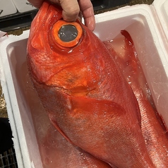  限定メニューやその日の仕入れ速報、旬の魚介を使った一皿など、最新情報はInstagramで毎日更新中！