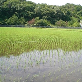 六甲山から湧き出る水をたっぷり含んだお米