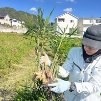 書写で採れた完全無農薬生姜がカレーを引き立たせます！