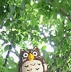 居酒屋 ふくろうの森特集写真1