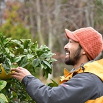 【こだわり、その四】　自社農園（広島の離島）から直送。生産者の想いが詰まったこだわりのサワー