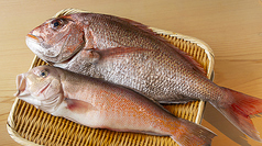 鮨処 たかのおすすめポイント1