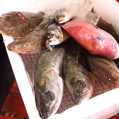 本日の魚料理