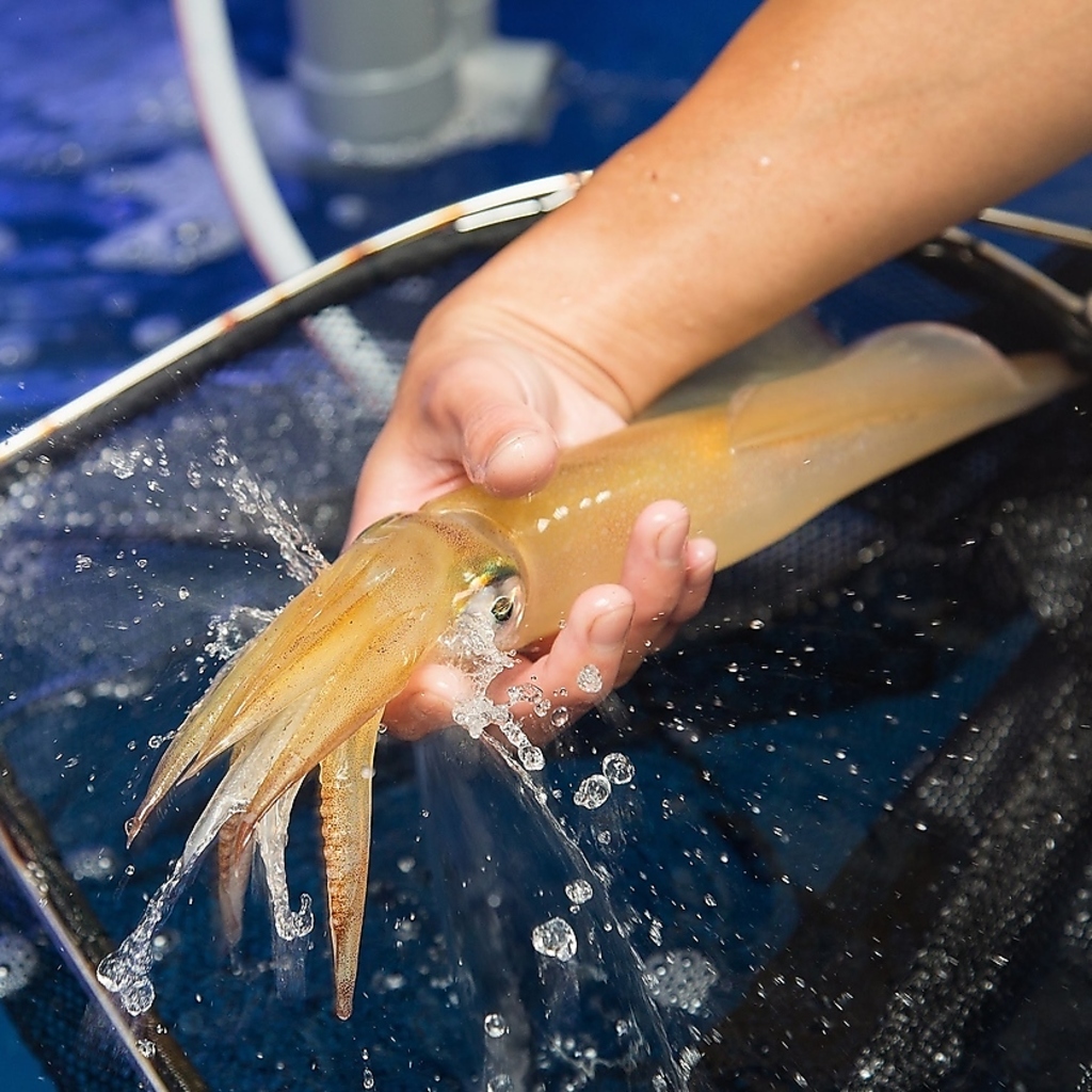 熊本や九州地方から毎日産地直送で、新鮮な海鮮や魚介を仕入れています。