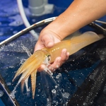 熊本や九州地方から毎日産地直送で、新鮮な海鮮や魚介を仕入れています。