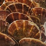 『三陸直送の活ホタテ』を刺身＆浜焼きで