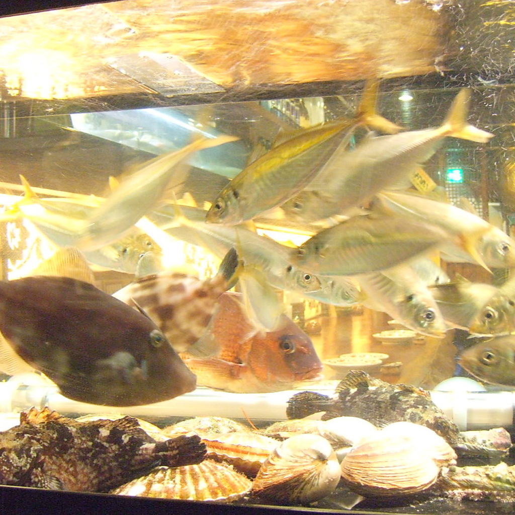 鮮魚は生簀でご用意♪