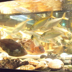 鮮魚は生簀でご用意♪