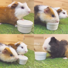 小動物カフェ ROCK STAR ロックスター なんばパークス前店の特集写真