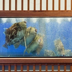 店内生け簀からご提供 これ以上ない新鮮な海鮮をお届けいたします