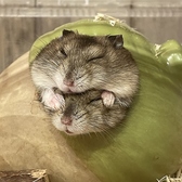 ふれあいカフェ MOFiiNA モフィーナ の雰囲気3