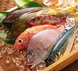 直接魚市場でピチピチ鮮魚を厳選仕入れ!!