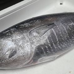 長崎県産ヨコワマグロ