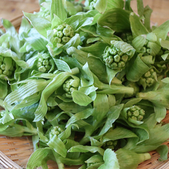 天然食材　南会津産　春の山菜秋のきのこ