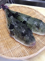 旬の味覚ふぐですですね。