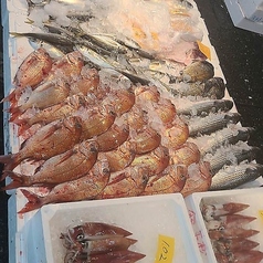 瀬戸内海の真鯛