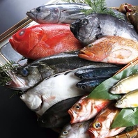 三崎港直送まぐろと旬の地魚を味わう刺身盛り