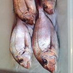 鹿児島の地魚【錦江湾、種子島沖など】を取り扱ってます！ご提供は不定期となります